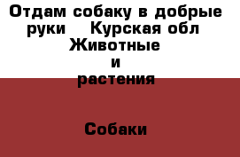 Отдам собаку в добрые руки  - Курская обл. Животные и растения » Собаки   . Курская обл.